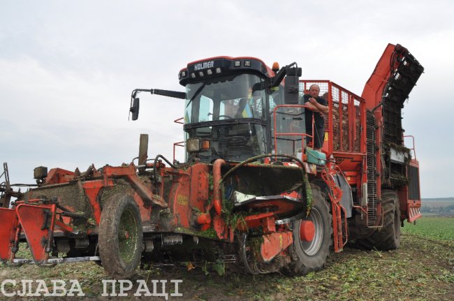 Поблизу Луцька почали збирати цукрові буряки