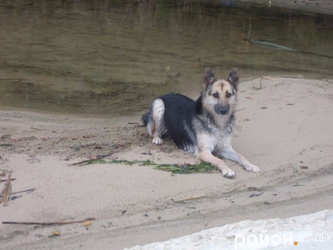 Самотній і чудернацький: оприлюднили фото осіннього Світязю