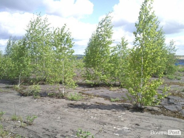Повітряний ліс на луцькому будинку. ФОТО