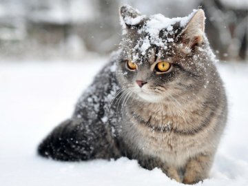 На яку зиму варто очікувати українцям: прогнози синоптиків