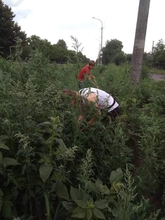 Зробимо Україну квітучою: у селі під Луцьком для соняшників розчистили узбіччя