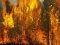 На Волині судять чоловіка, який підпалив ліс і завдав збитків на майже 90 тисяч гривень
