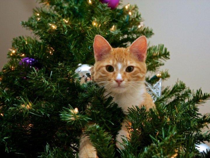 Як уберегти різдвяну ялинку від кота: експертка назвала 8 дієвих порад