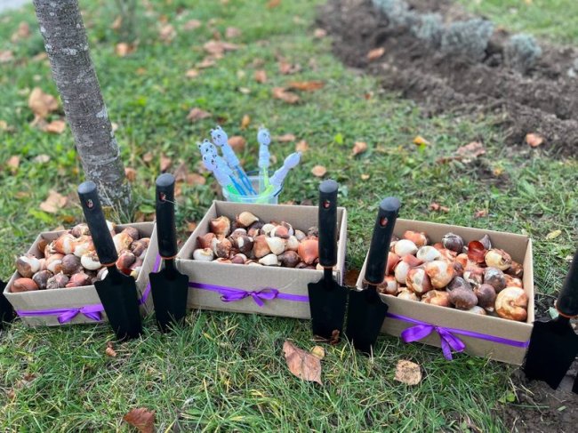 У Луцьку клумбу з тисячі тюльпанів присвятили передчасно народженим дітям