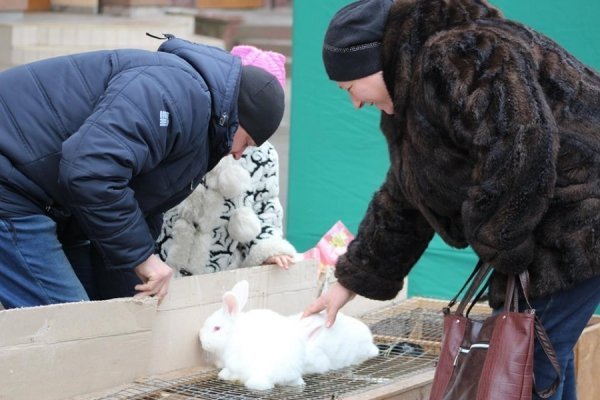 Мед, ялинки, кролі: як ярмаркували у Володимирі