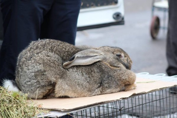 Мед, ялинки, кролі: як ярмаркували у Володимирі