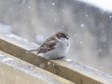 Захід України засипле снігом