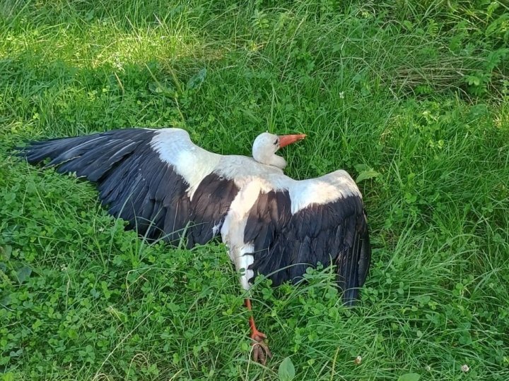 На Волині авто збило лелеку: історія порятунку