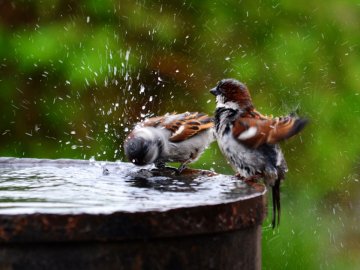 Під час полуденної спеки: птахи на Волині влаштували купання. ВІДЕО