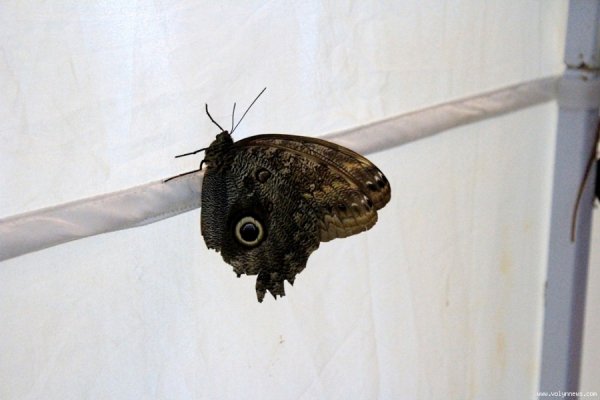 Лучанин каже, що його надурили в ЦУМі. ФОТО