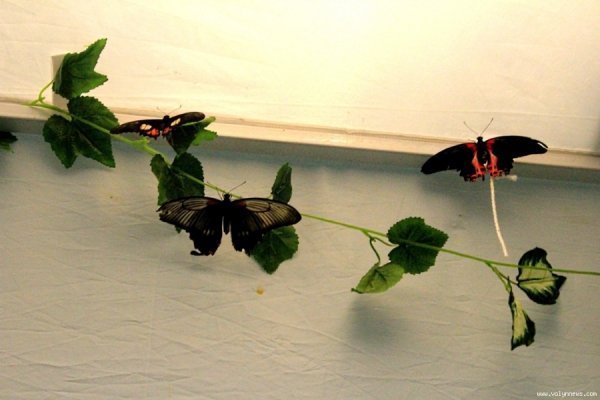 Лучанин каже, що його надурили в ЦУМі. ФОТО