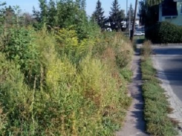 Через зарослий тротуар мешканці вулиці в Луцьку ходять дорогою. ФОТО