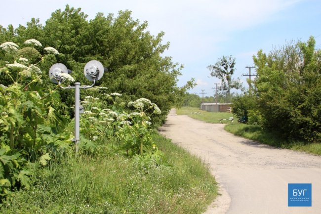 У Володимирі-Волинському цвіте небезпечна рослина. ФОТО