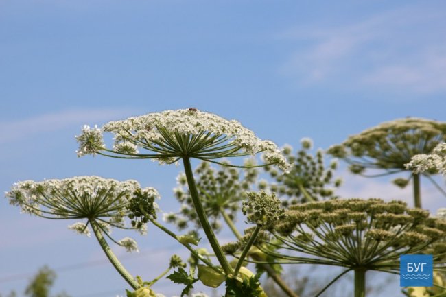 У Володимирі-Волинському цвіте небезпечна рослина. ФОТО