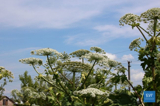 У Володимирі-Волинському цвіте небезпечна рослина. ФОТО