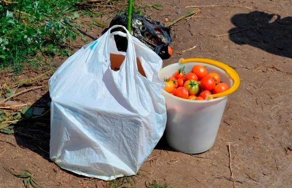 Під Луцьком помідори продають просто з поля. ФОТО