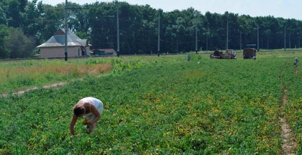 Під Луцьком помідори продають просто з поля. ФОТО