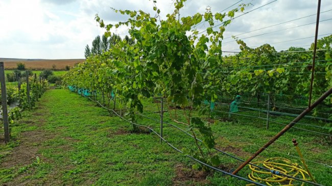 Одне гроно – 2,5 кілограми: волинський аграрій вирощує понад пів сотню сортів винограду. ФОТО