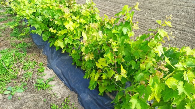 Одне гроно – 2,5 кілограми: волинський аграрій вирощує понад пів сотню сортів винограду. ФОТО