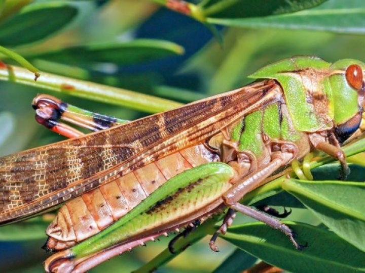 Нашестя саранчі в Україні: яка ситуація на Волині