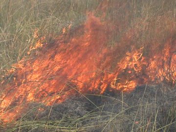 На Волині за добу погасили 4 пожежі
