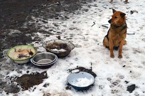 Собачий притулок у Луцьку пережив важку зиму. ФОТО