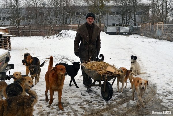 Собачий притулок у Луцьку пережив важку зиму. ФОТО