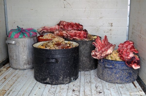 Собачий притулок у Луцьку пережив важку зиму. ФОТО