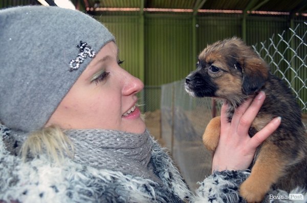 Собачий притулок у Луцьку пережив важку зиму. ФОТО