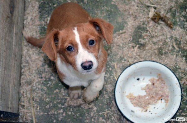Собачий притулок у Луцьку пережив важку зиму. ФОТО