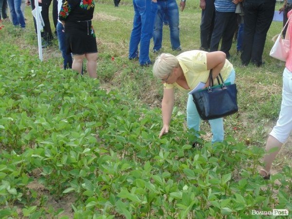 День поля на «Волинь-зерно-продукті». ФОТО*