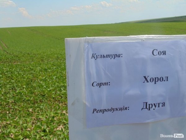 День поля на «Волинь-зерно-продукті». ФОТО*