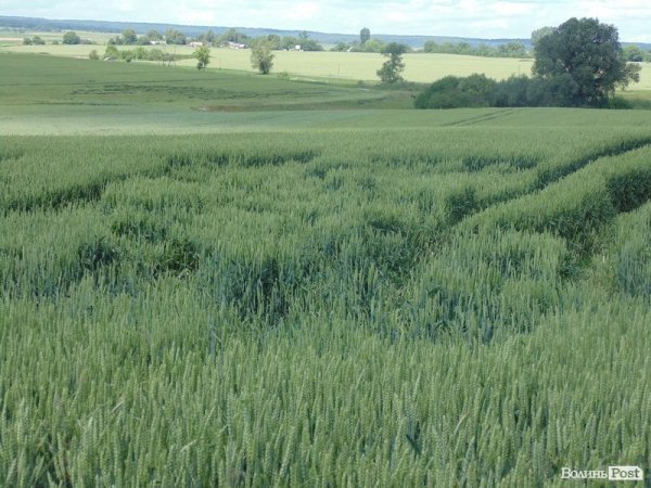 День поля на «Волинь-зерно-продукті». ФОТО*
