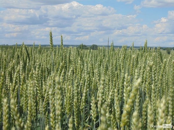 День поля на «Волинь-зерно-продукті». ФОТО*