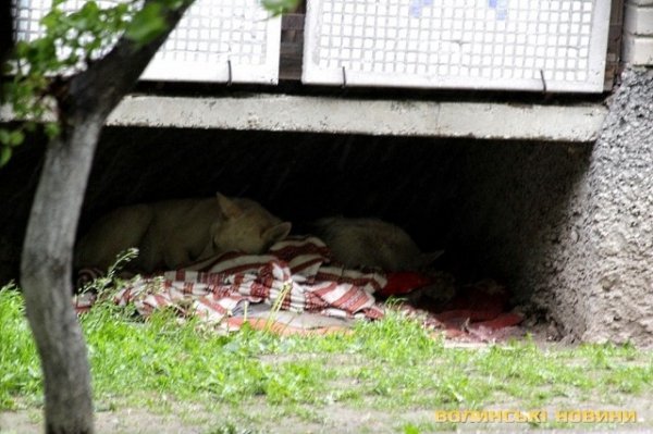 Відлов собак у Луцьку: рушниці, чіпи та гроші. ФОТО