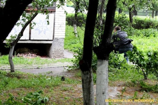Відлов собак у Луцьку: рушниці, чіпи та гроші. ФОТО