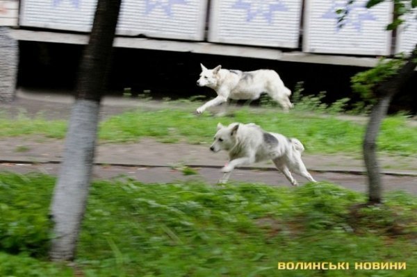 Відлов собак у Луцьку: рушниці, чіпи та гроші. ФОТО