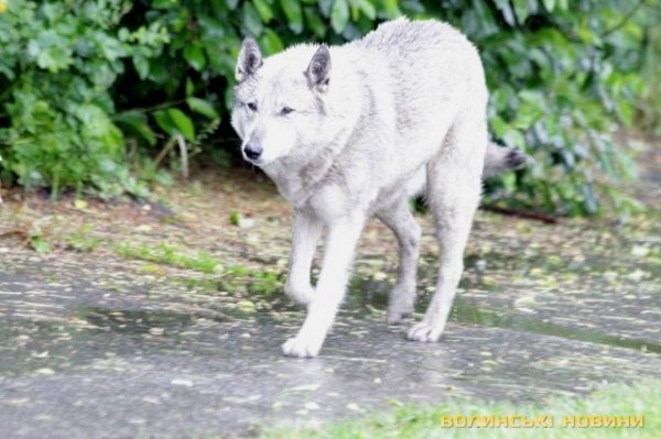 Відлов собак у Луцьку: рушниці, чіпи та гроші. ФОТО