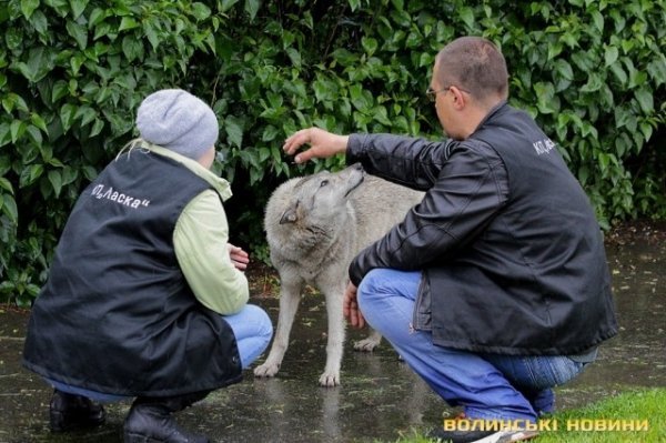 Відлов собак у Луцьку: рушниці, чіпи та гроші. ФОТО