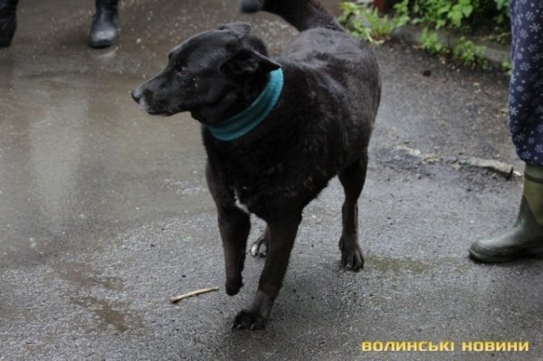Відлов собак у Луцьку: рушниці, чіпи та гроші. ФОТО
