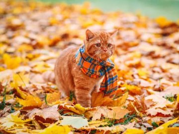 В Укргідрометцентрі розповіли, коли в Україні потеплішає