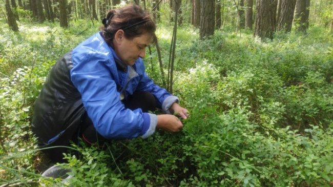 У волинських лісах добре вродили чорниці. ВІДЕО