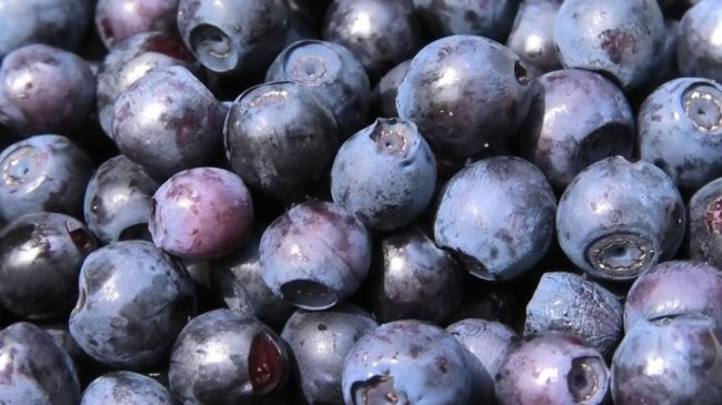 У волинських лісах добре вродили чорниці. ВІДЕО