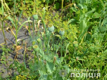 Волинянин вирощував мак на присадибній ділянці: йому «світить» до трьох років за ґратами