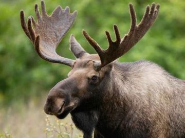 На Волині три автомобілі переїхали лося: повідомили деталі аварії