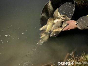 У Любомльському районі рибалки-любителі випустили у озера 1300 кілограмів карася та коропа