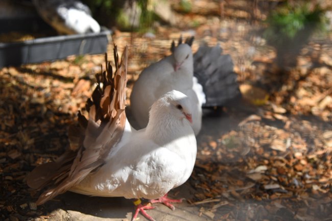 Як почуваються у Луцькому зоопарку голуби, врятовані з-під Бахмута