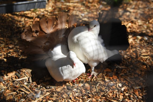 Як почуваються у Луцькому зоопарку голуби, врятовані з-під Бахмута