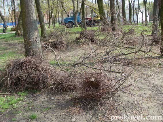 Влада оголосила війну ковельським воронам
