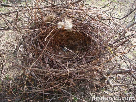 Влада оголосила війну ковельським воронам